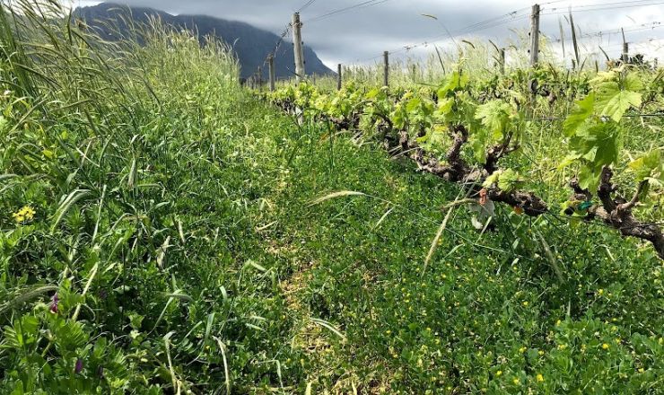 In the vineyard Intro photo