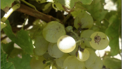 Weevils in vineyards Featured image