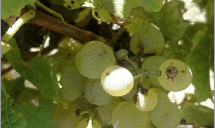 Weevils in vineyards Featured image