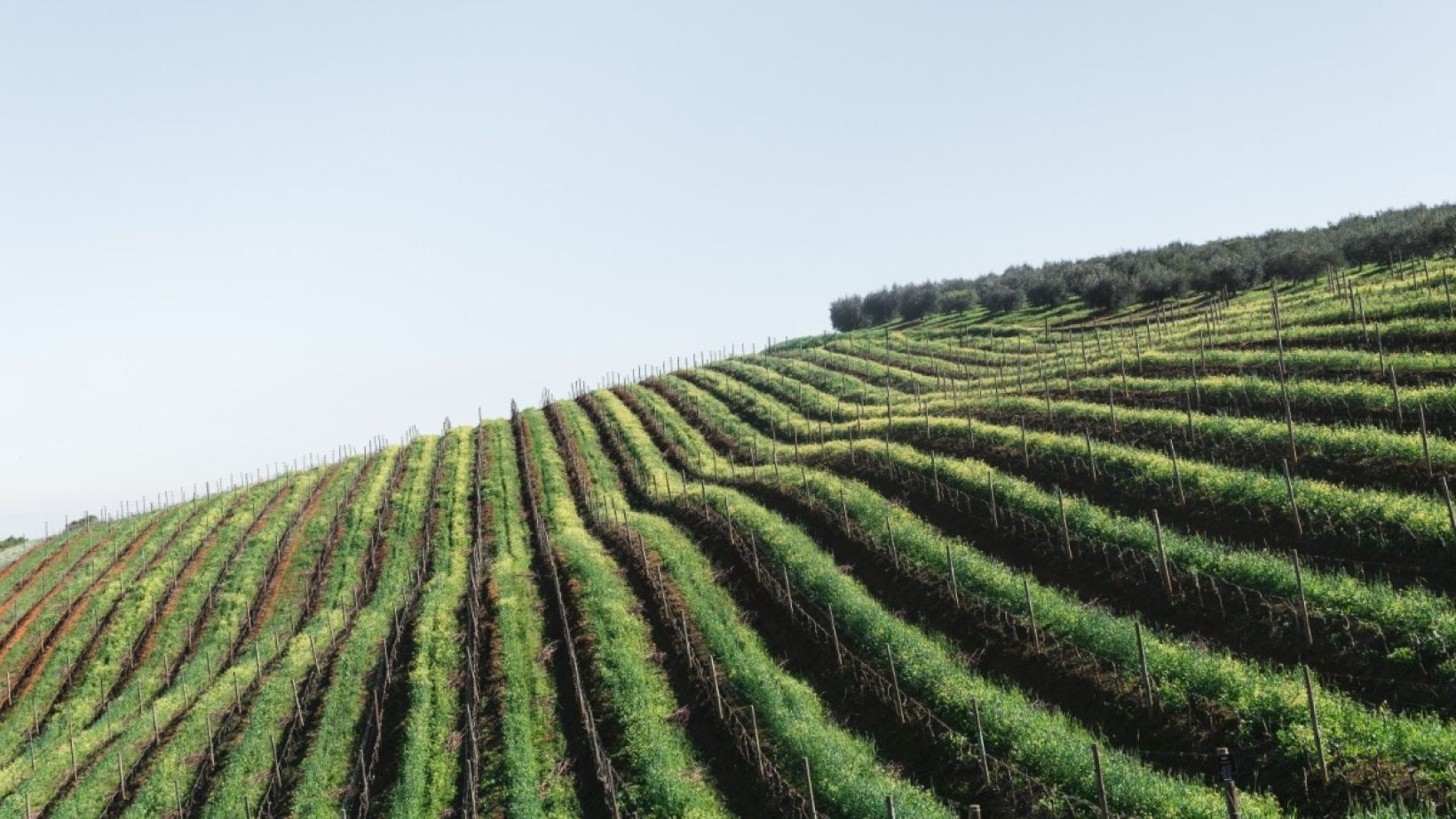 Vineyard in Cape Town