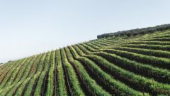 Vineyard in Cape Town