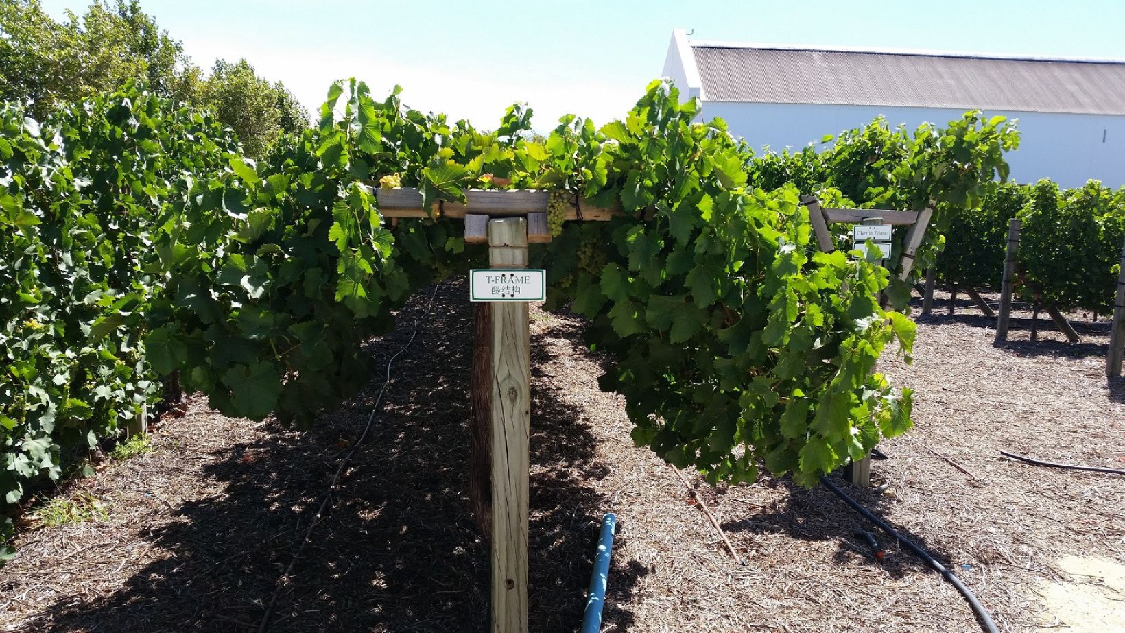 Trellis effects on wine composition Part 1