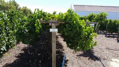 Trellis effects on wine composition Part 1