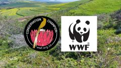 WWF SFI
