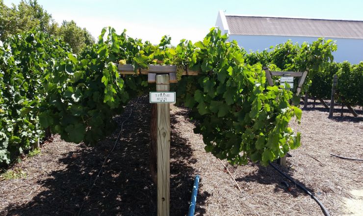 Trellis effects on wine composition Part 1