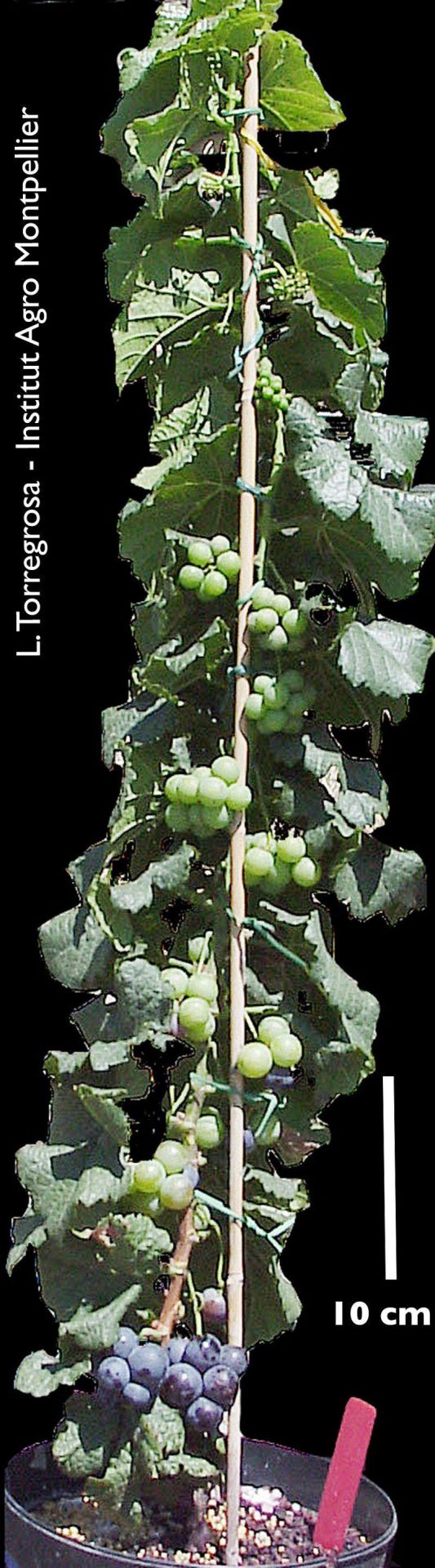 Breeding the next Pinotage Figure 2