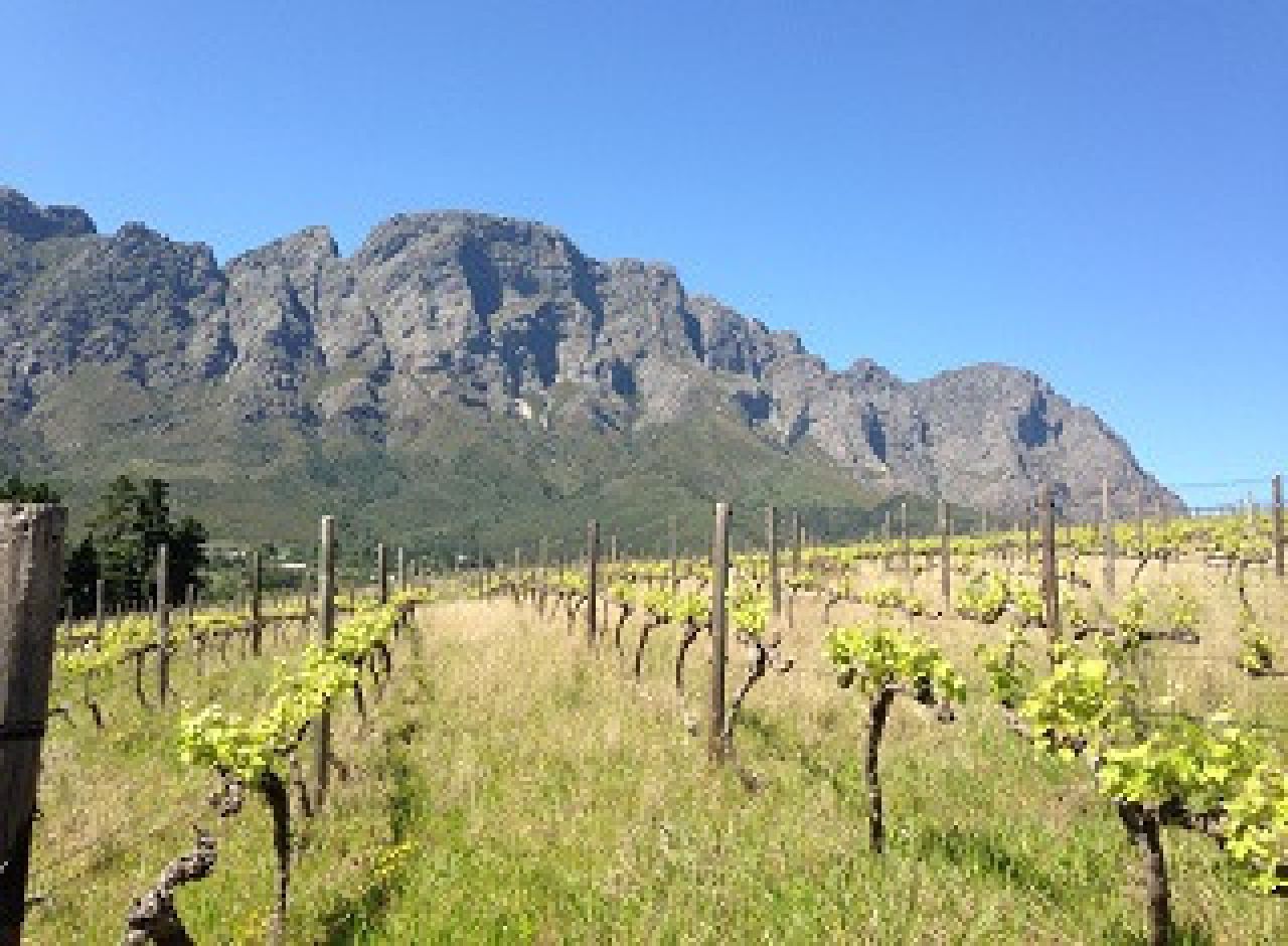 Cover crops enhance vineyard arthropod diversity Photo 1