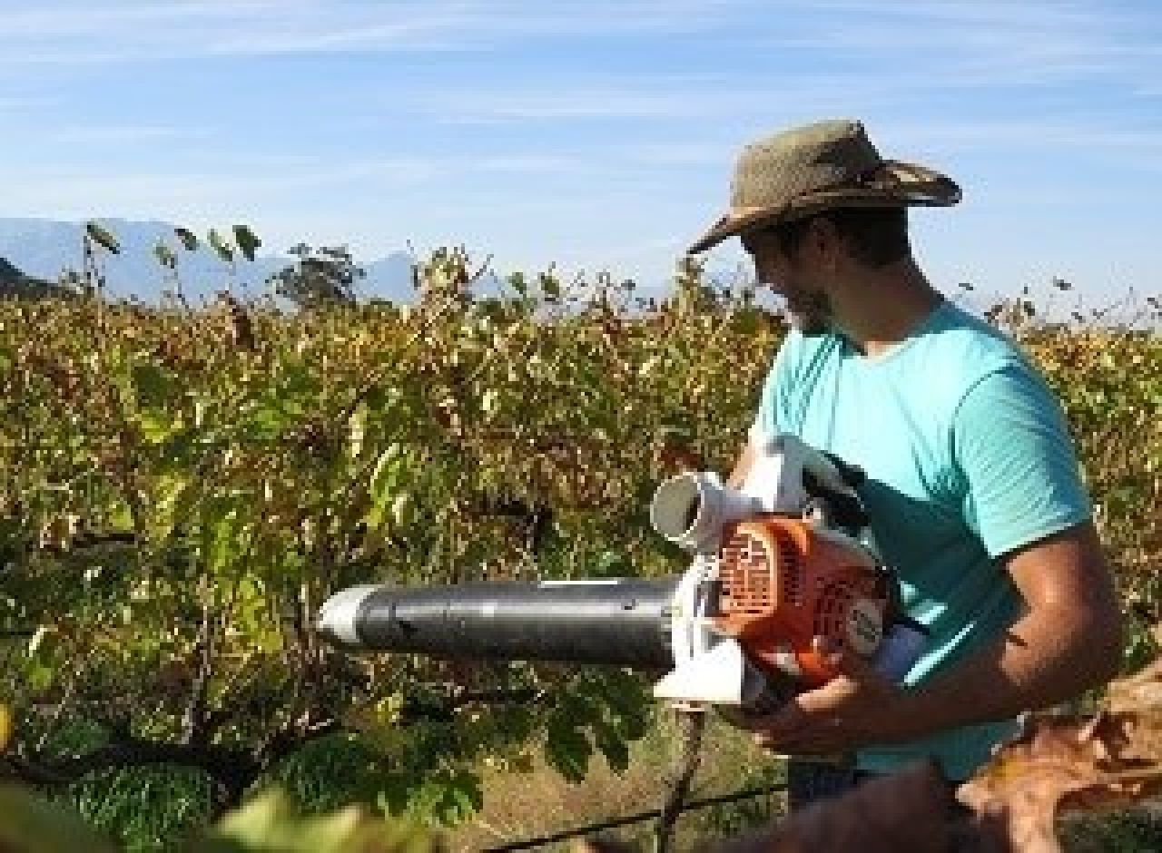 Cover crops enhance vineyard arthropod diversity Photo 2