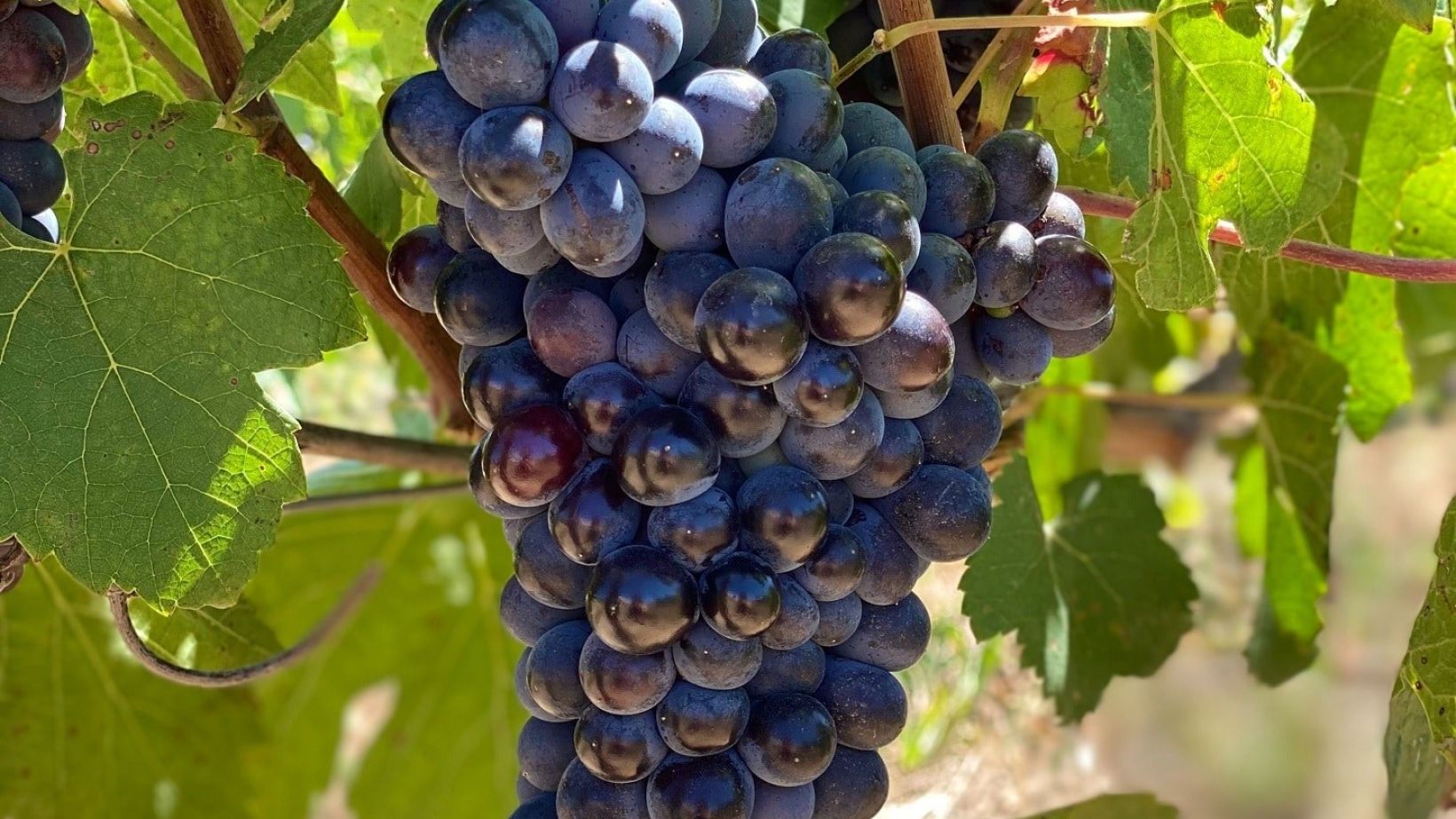 Breeding the next Pinotage Beaumont Family Wines