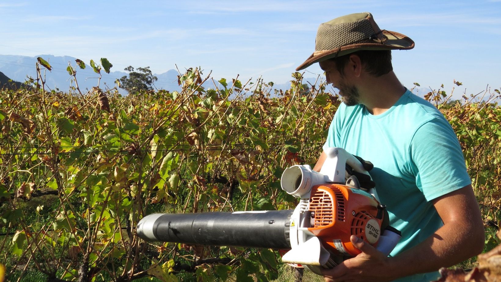 Cover crops enhance vineyard arthropod diversity Photo 2 Featured image