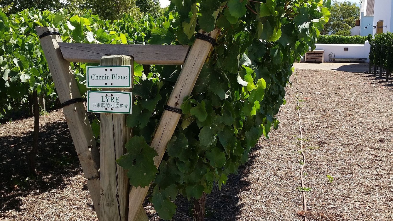 Trellis effects on wine composition Part 2
