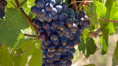 Breeding the next Pinotage Beaumont Family Wines