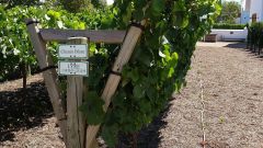 Trellis effects on wine composition Part 2