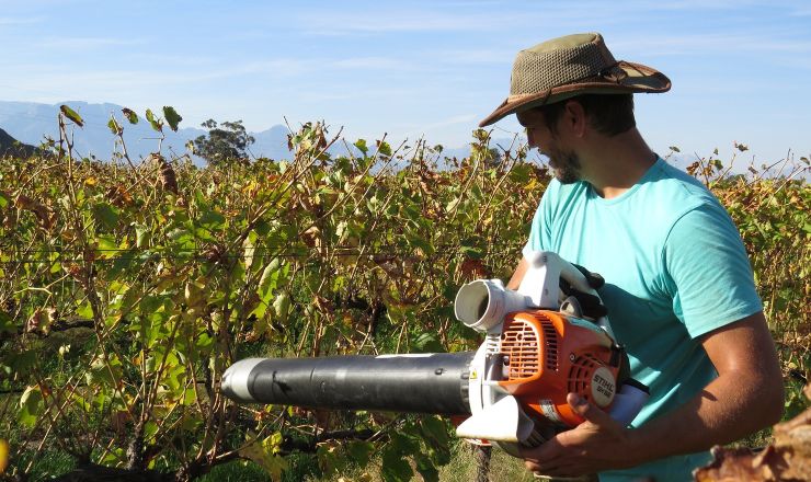 Cover crops enhance vineyard arthropod diversity Photo 2 Featured image