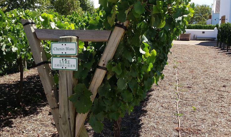 Trellis effects on wine composition Part 2
