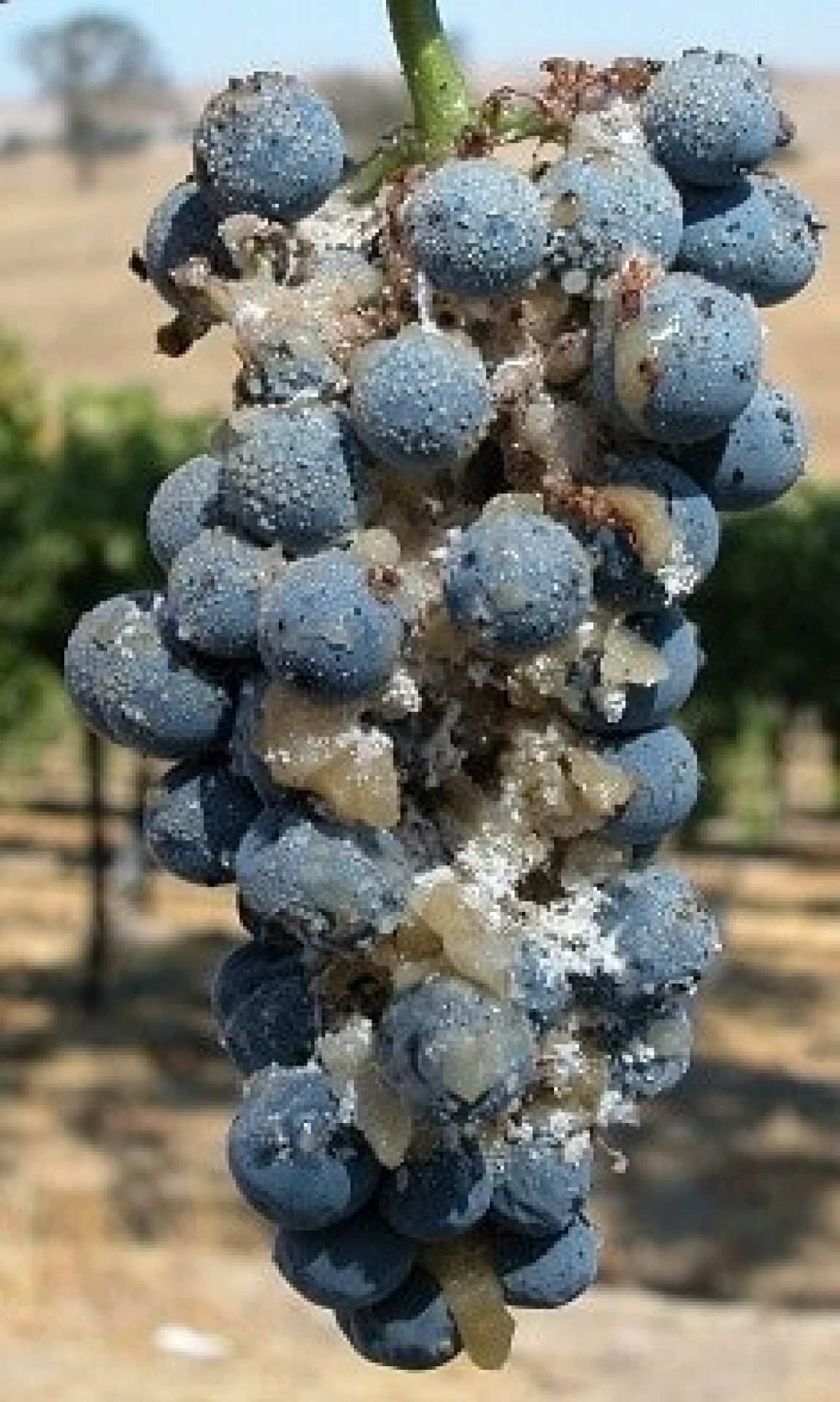 EPF mortality on grapevine mealybug Photo 2