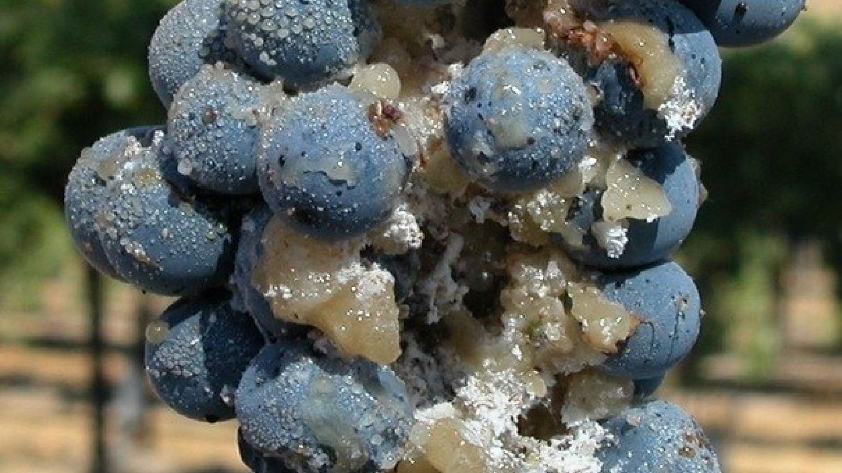 EPF mortality on grapevine mealybug Photo 2 Featured image
