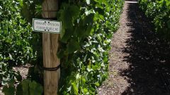 Trellis effects on wine composition Part 3