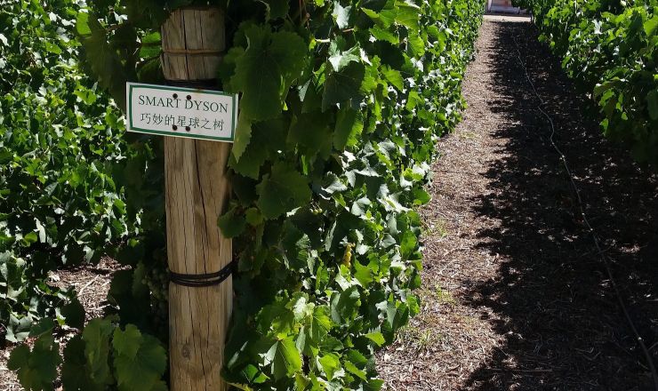 Trellis effects on wine composition Part 3