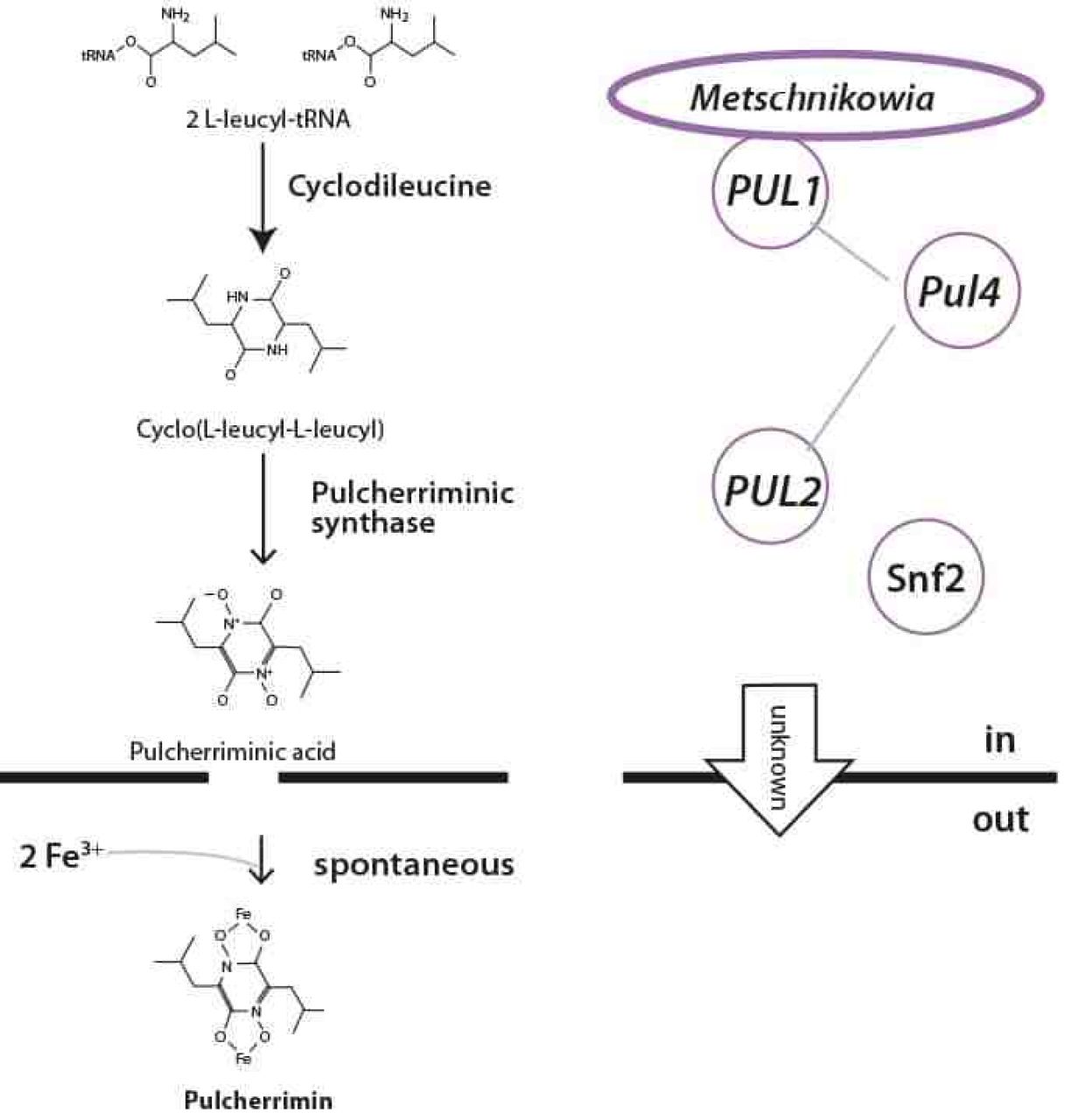 Active bio protection in red wines Figure 4