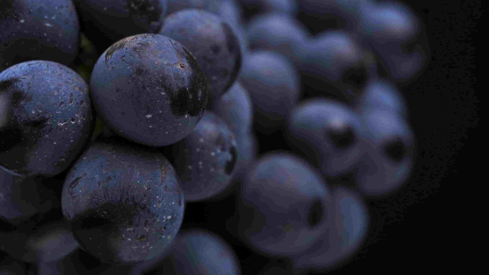 Vinpro SFI
