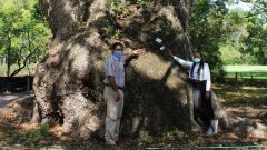 Vergelegen tree SFI