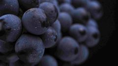 Vinpro SFI