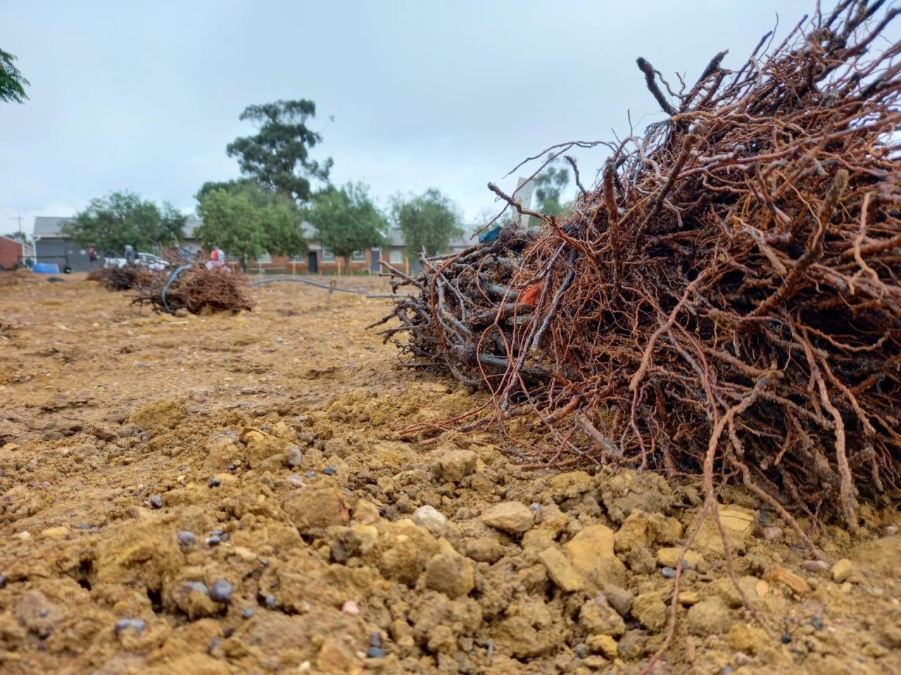 Gen Z Landbouskool3