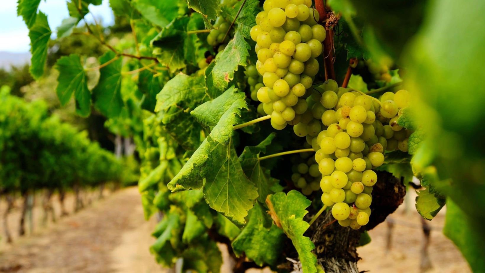 harvest