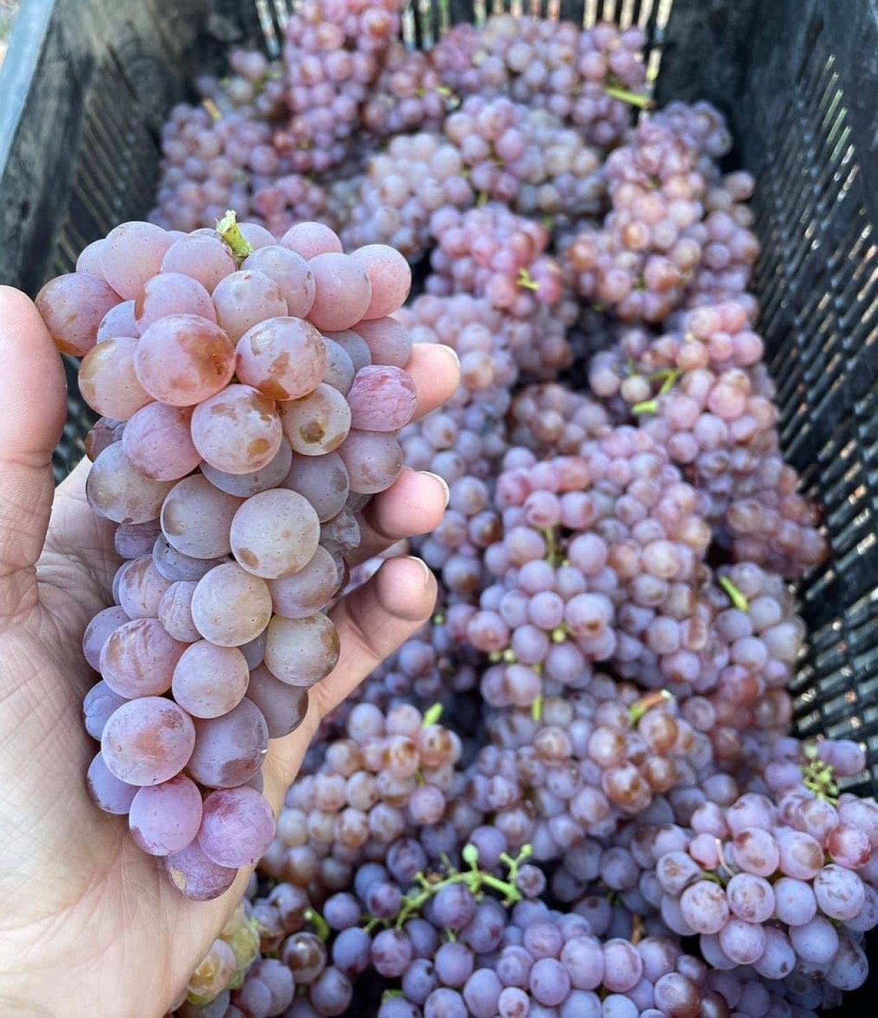 Cape Point Vineyards Sauvignon Gris