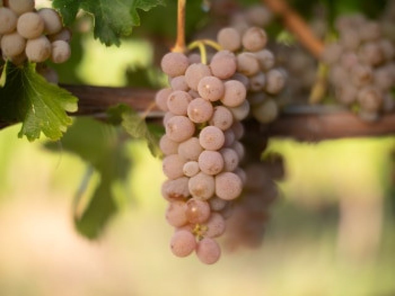 CED Edited Sauvignon Gris 4