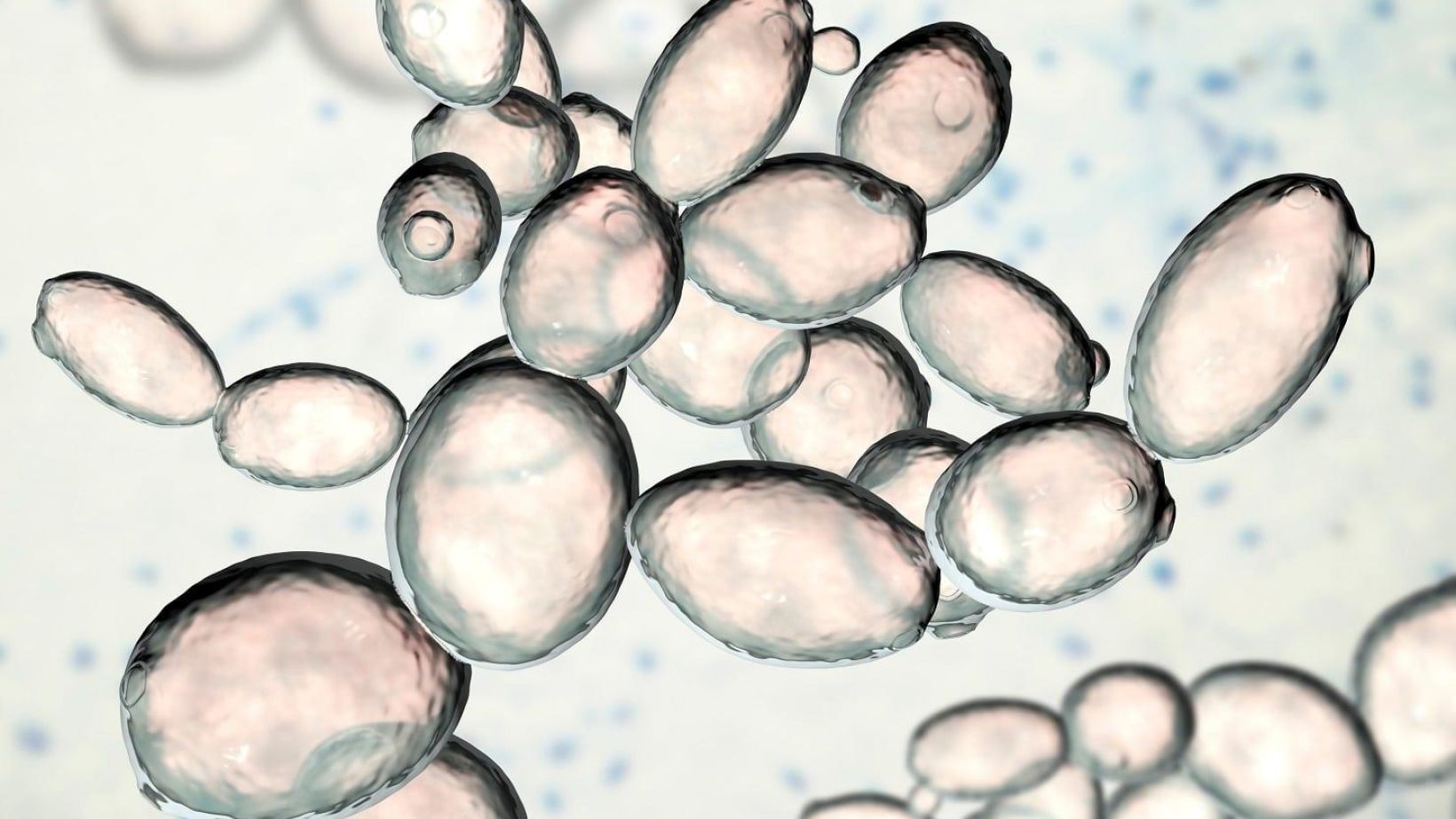 Effect of aeration on spontaneous Chardonnay fermentations Shutterstock
