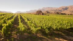 CED Edited Sauvignon Gris 1200