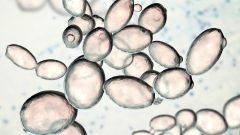 Effect of aeration on spontaneous Chardonnay fermentations Shutterstock