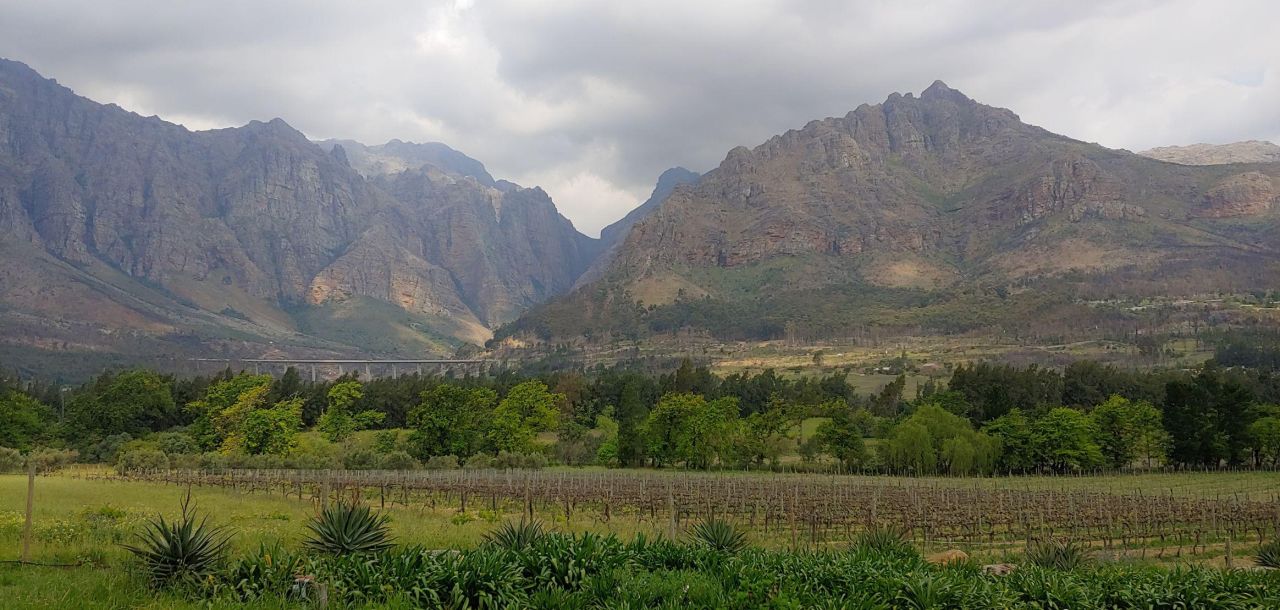 Olsen Private Vineyards