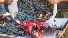Harvest social