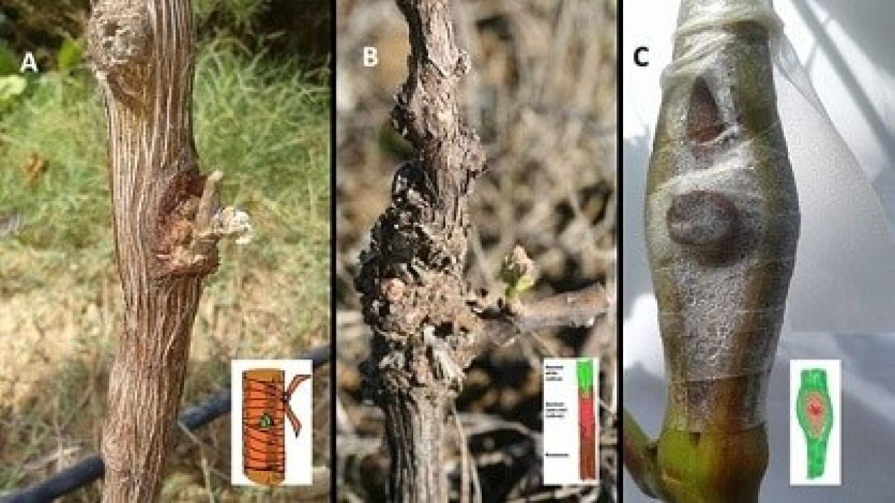 Optimisation of grapevine leafroll detection Figure 5
