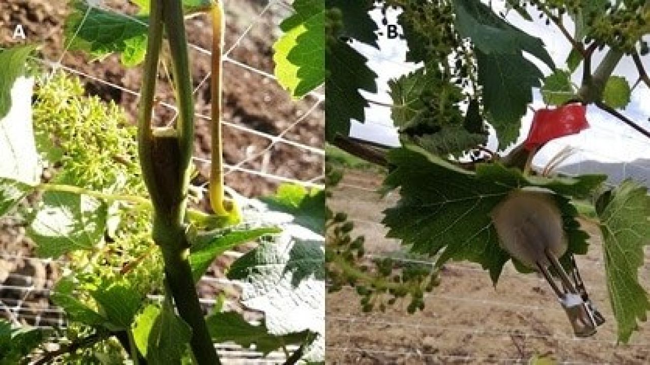 Optimisation of grapevine leafroll detection Figure 6