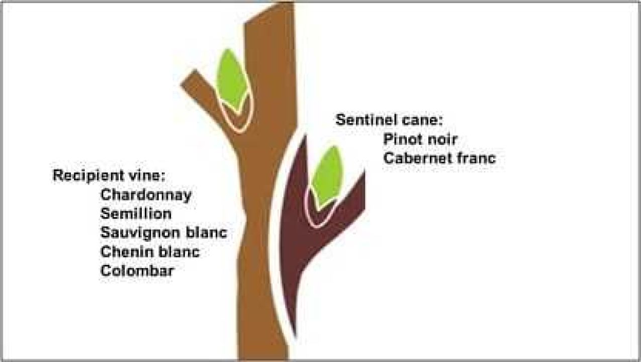 Optimisation of grapevine leafroll detection Figure 7