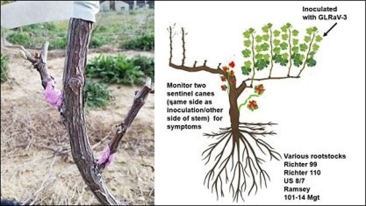 Optimisation of grapevine leafroll detection Figure 8