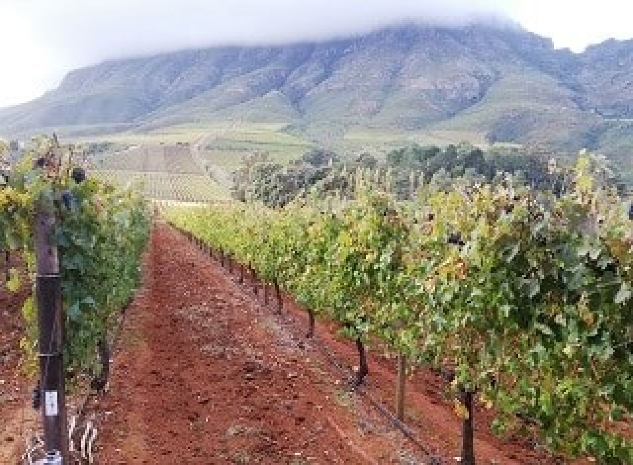 Optimisation of grapevine leafroll detection Figure 1