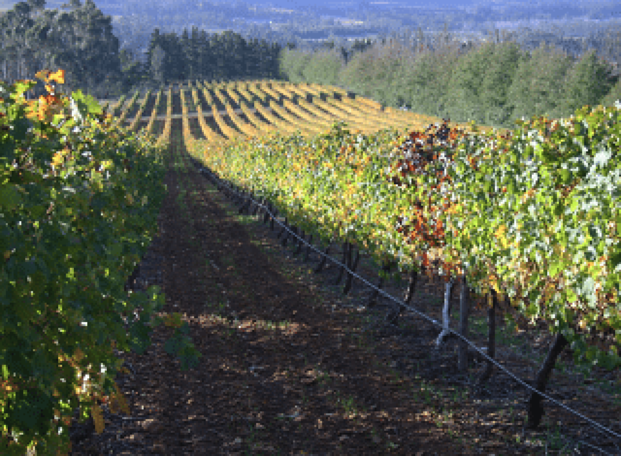 Optimisation of grapevine leafroll detection Figure 2