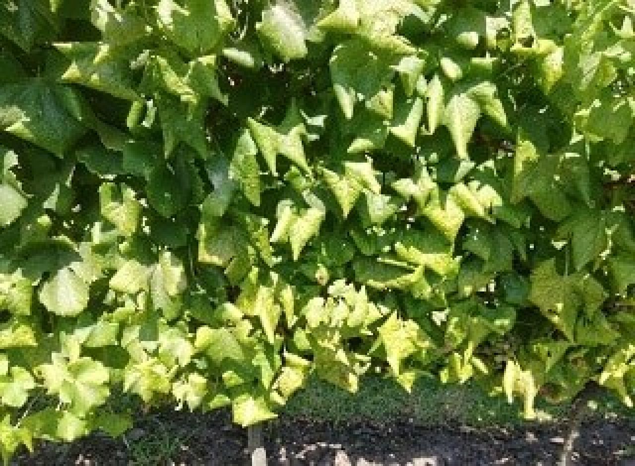 Optimisation of grapevine leafroll detection Figure 3