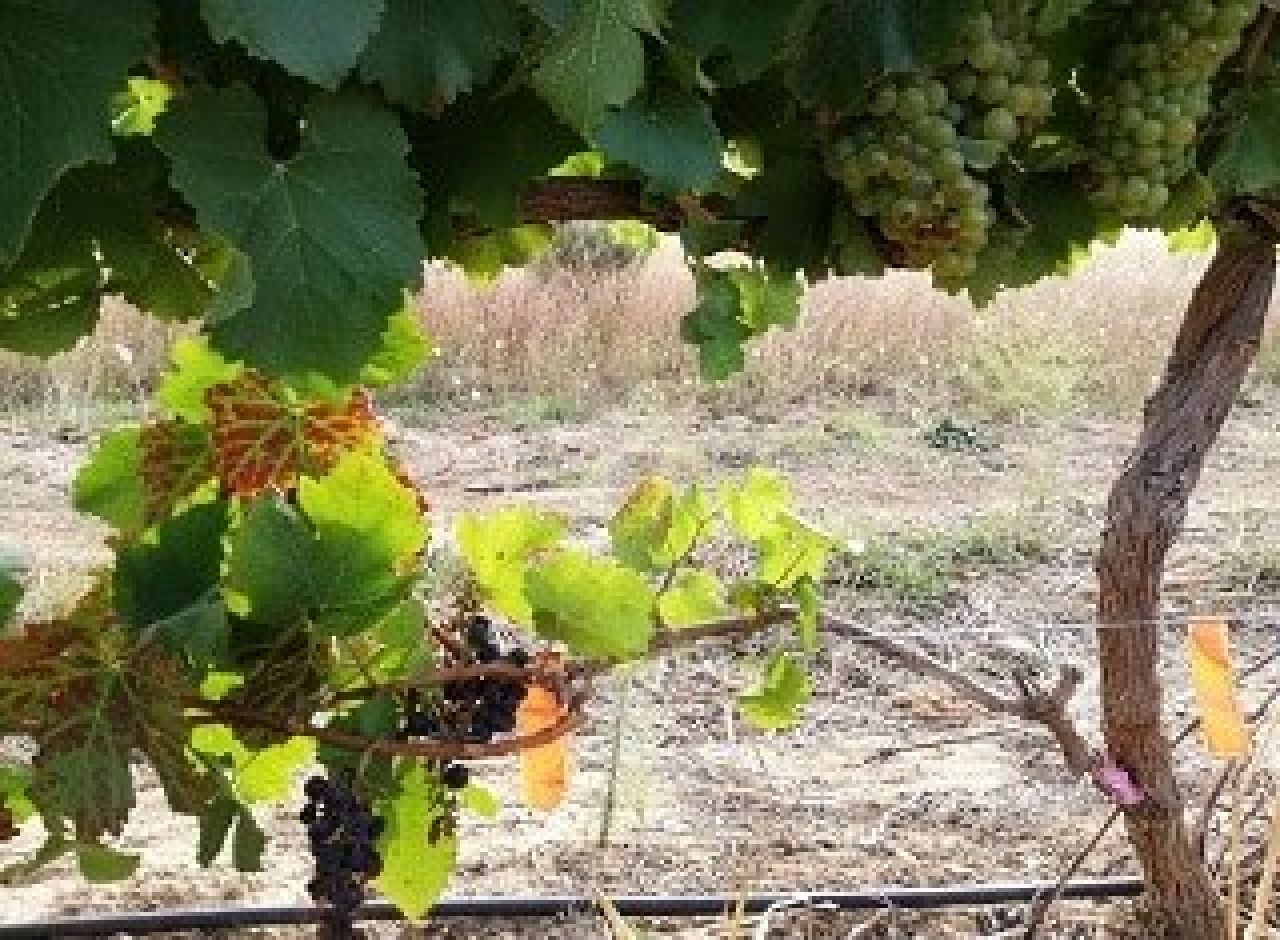Optimisation of grapevine leafroll detection Figure 4
