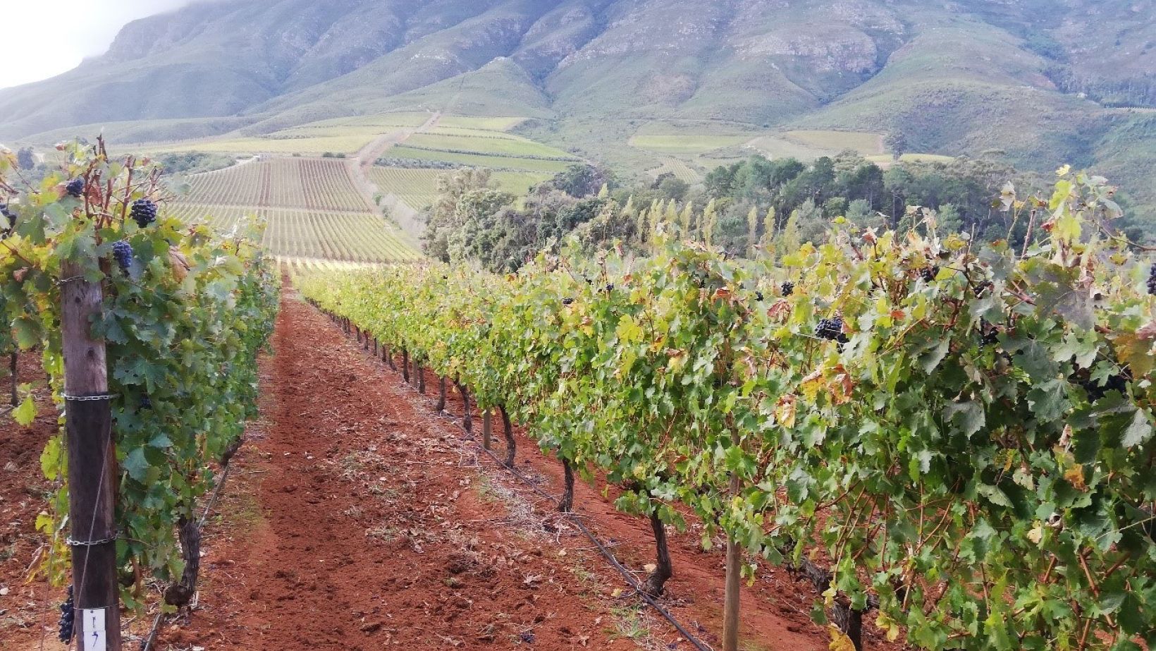 Optimisation of grapevine leafroll detection Figure 1 Featured image