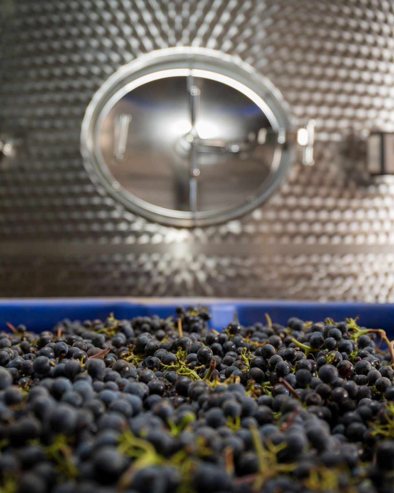 Journeys End Vineyards Halima Beale Photography