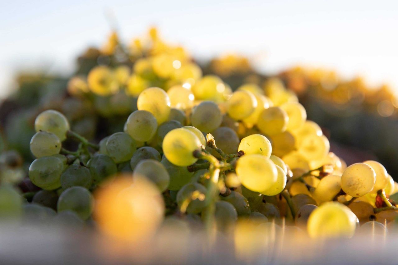 SA Wine Harvest 2022 Leeuwenkuil Family Vineyards