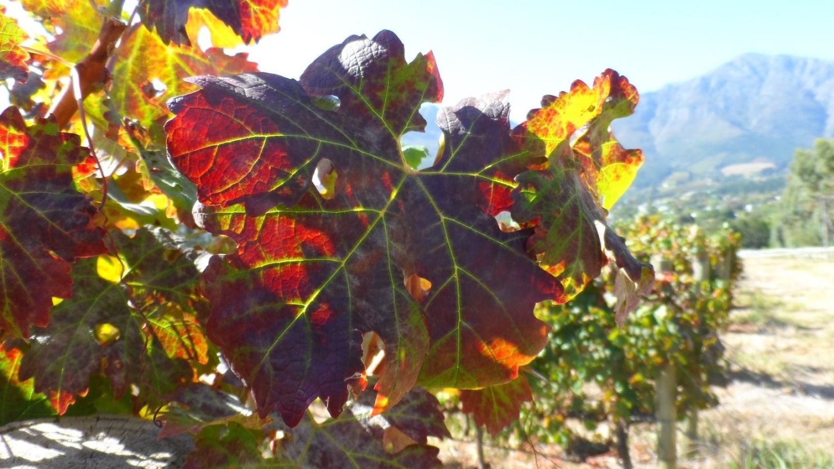 Grapevine leafroll disease