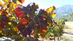 Impact of GLD on grape wine composition Hanno van Schalkwyk