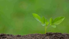 Agriculture SFI